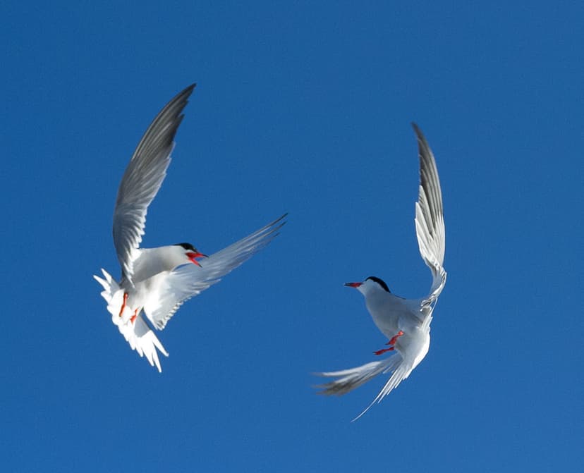Common tern dance | Monomoy National Wildlife Refuge. Credit… | Flickr