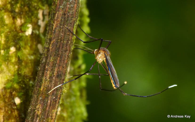 Mosquito, Wyeomyia sp.? Culicidae | from Ecuador: www.flickr… | Flickr