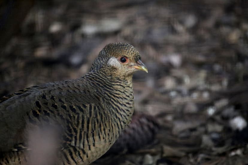GOLDEN PHEASANT | (Chrysolophus pictus) The Golden Pheasant … | Flickr