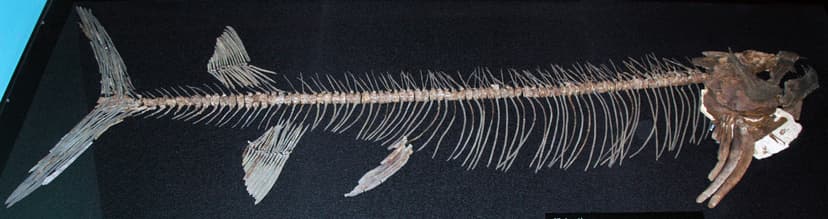 Xiphactinus audax (fossil fish) (Niobrara Formation, Upper… | Flickr