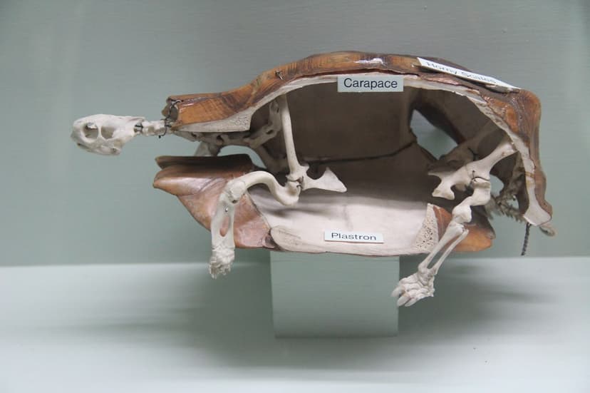 Turtle skeleton in a Half Shell | At the Horniman Museum and… | Flickr