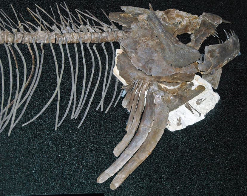 Xiphactinus audax (fossil fish) (Niobrara Formation, Upper… | Flickr