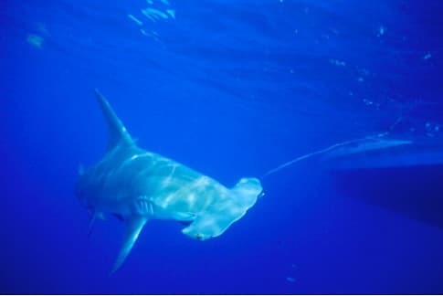 Great Hammerhead Shark* | Great hammerhead (Sphyrna mokarran… | Flickr