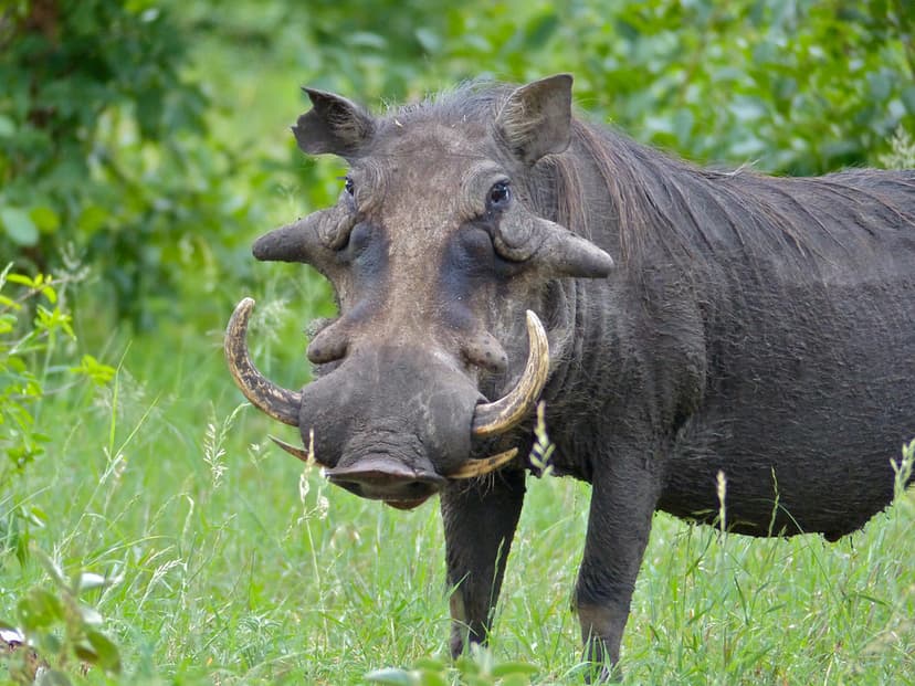 Common Warthog (Phacochoerus africanus) big male ... | Flickr