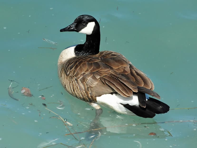 Canadian Goose (Branta canadensis) | The Canada Goose (Brant… | Flickr