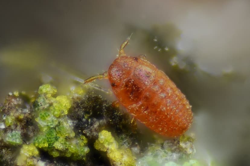 Crawler of Adelges piceae | First instar larva ("crawler") o… | Flickr