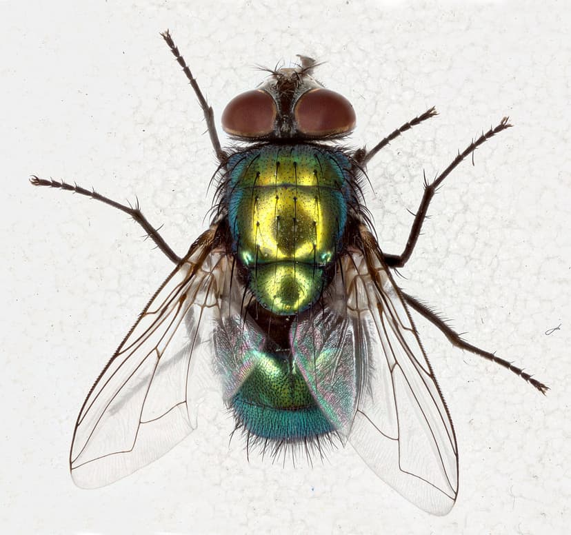 Lucilia sericata | Common Green Bottle fly (Lucilia sericata… | Flickr
