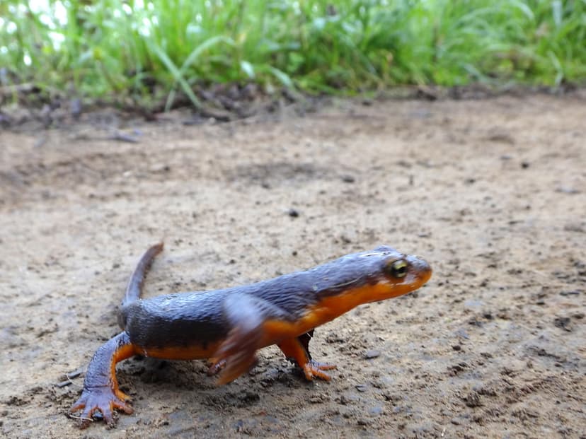 newt time | around this time of the year, a lot of californi… | Flickr