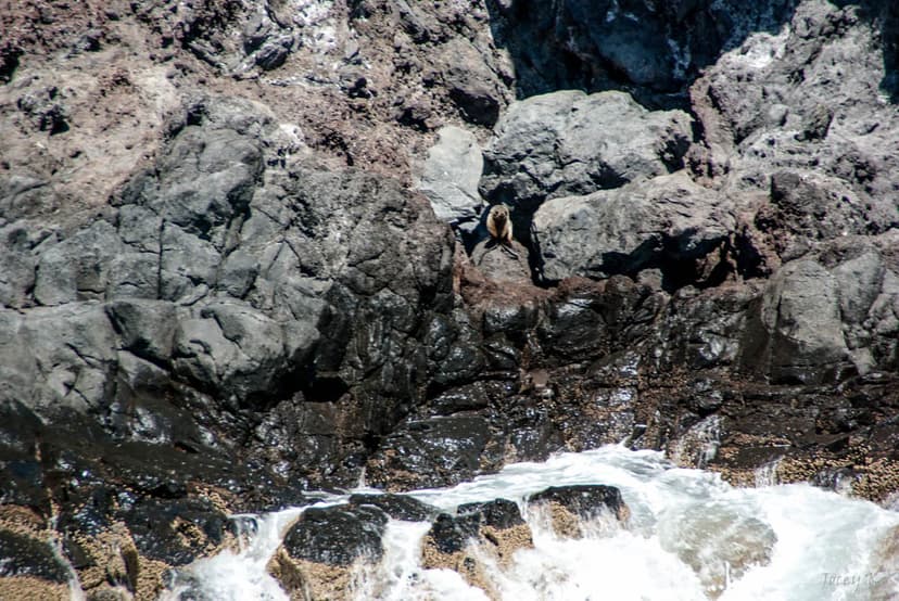 A Big Wave | Looking for the New Zealand Fur Seal from the B… | Flickr