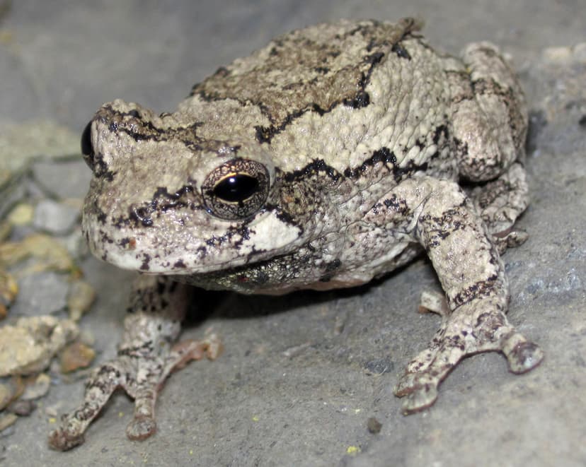Hyla versicolor (common gray tree frog) (Rock Cut, Musking… | Flickr