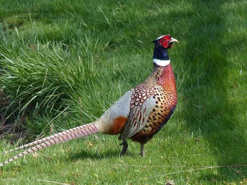Ring-necked Pheasant - Delta, BC | On an outting with a bird… | Flickr
