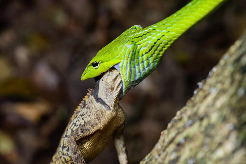 Ahaetulla prasina, Asian vine snake - Kaeng Krachan Nation… | Flickr