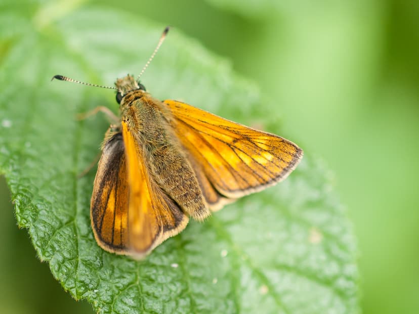 Large Skipper Butterfly | Large Skipper Butterfly at Queen E… | Flickr