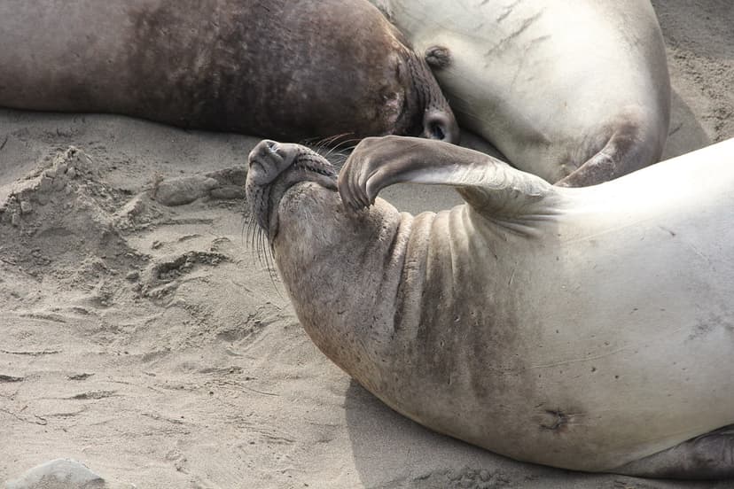 itchy spot, San Simeon | Piedras Blancas Elephant Seal Rooke… | Flickr