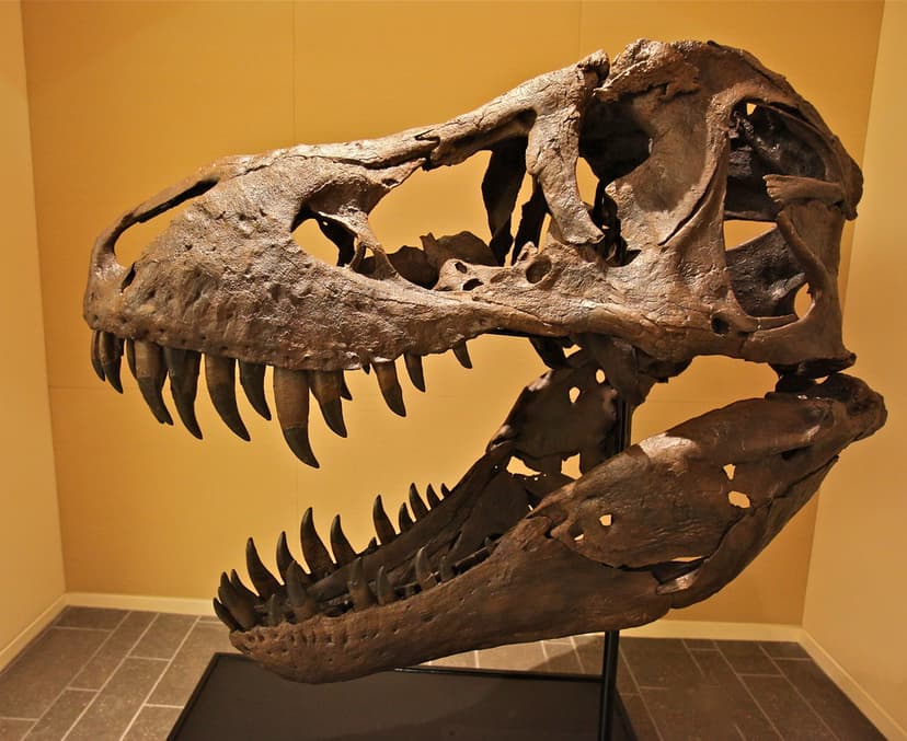 The biggest and most complete male T-Rex ever found | Flickr