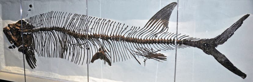 Xiphactinus audax (fossil fish) (Niobrara Formation, Upper… | Flickr