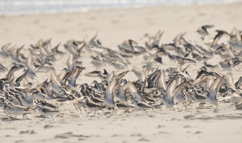 Sanderlings Take Flight | Someone walking along the beach st… | Flickr