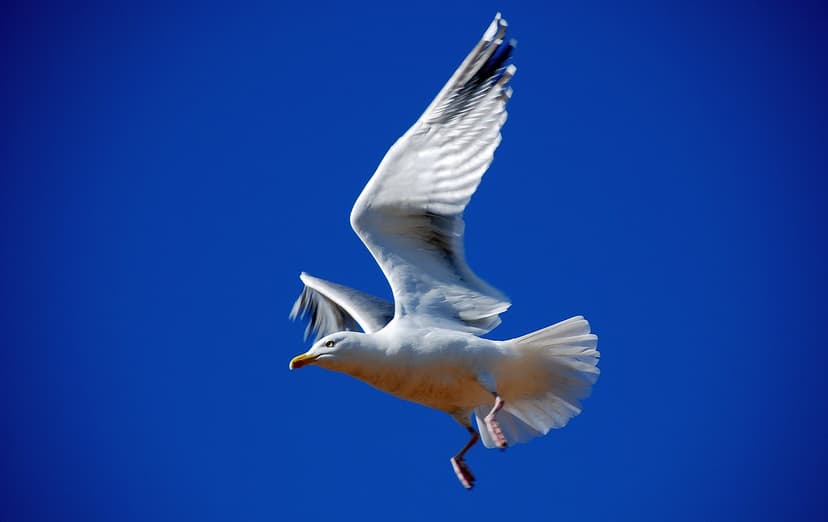 On a Wing and a Prayer! | This seagull is one of a pair who … | Flickr