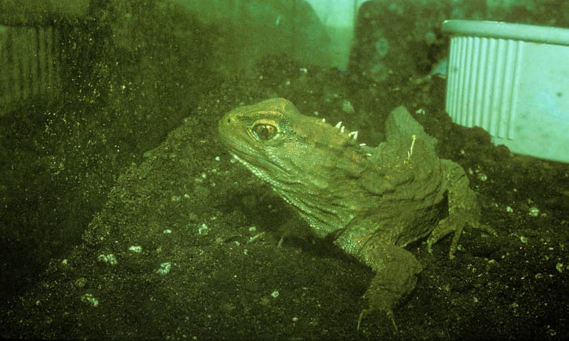 Tuatara | A Tuatara at the Toledo Zoo. It's interesting beca… | Flickr
