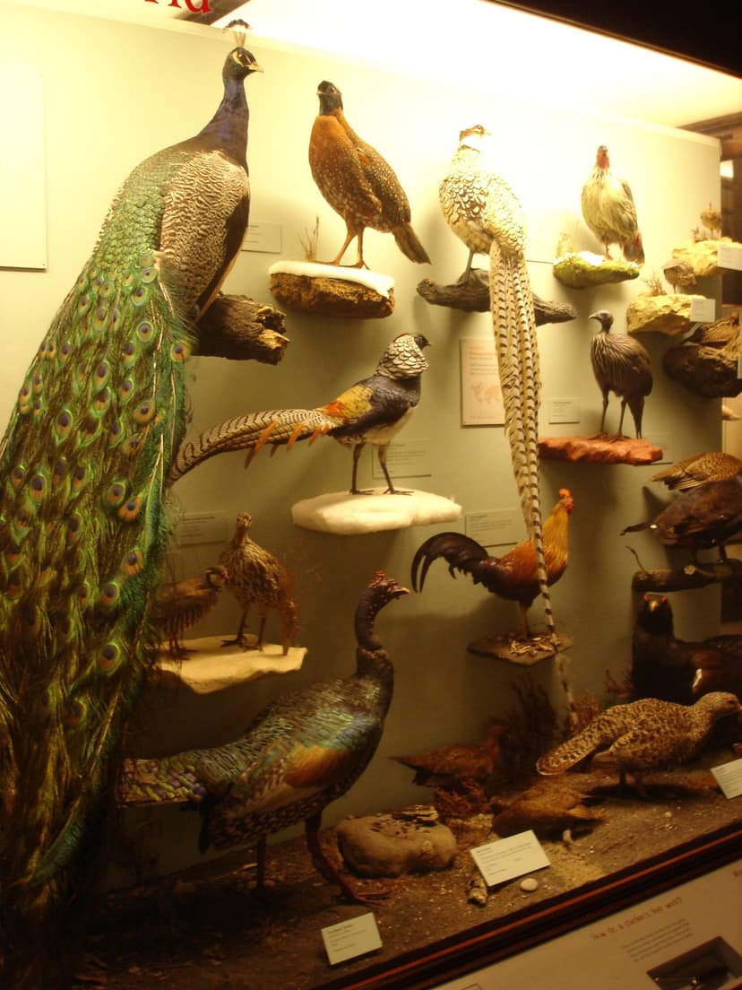 File:FieldMuseum4 Chicago.jpg - Wikimedia Commons