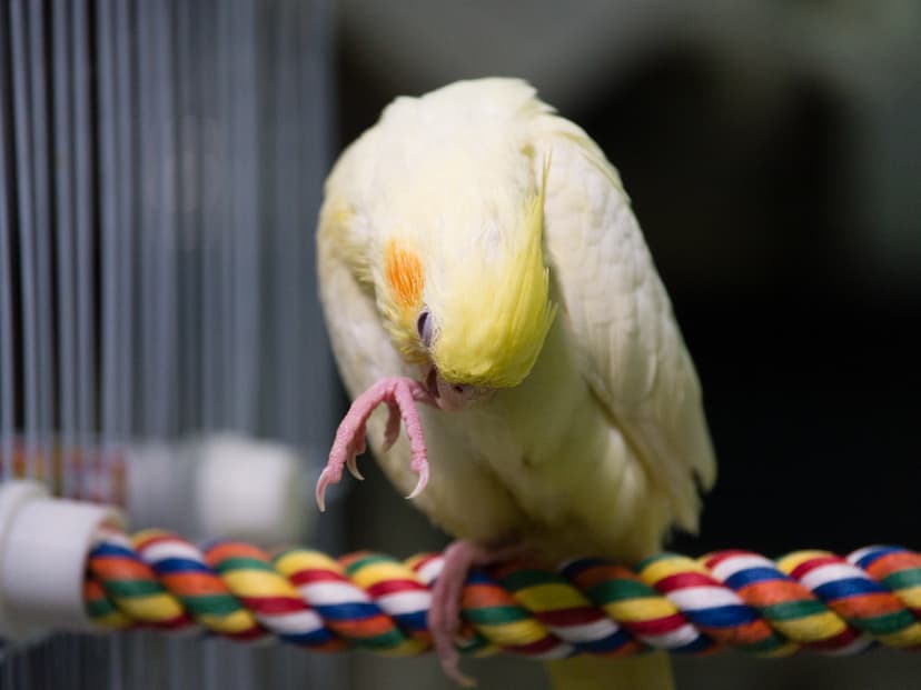 Cassie the Cockatiel | Ah well, grooming is more important! | Yuan ...