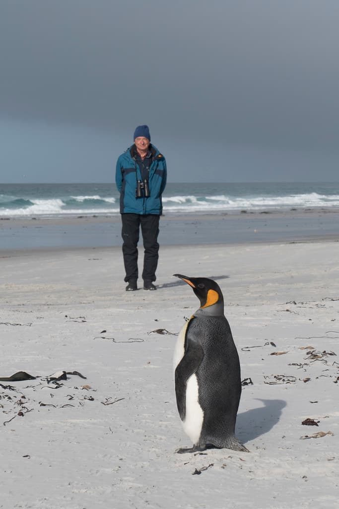 Meeting with a king penguin, Saunders Island, Falkland Isl… | Flickr