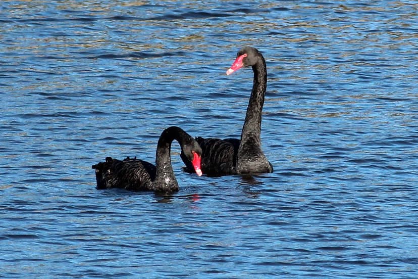Cygnus atratus (Black Swan) | Black Swans (Cygnus atratus) o… | Flickr