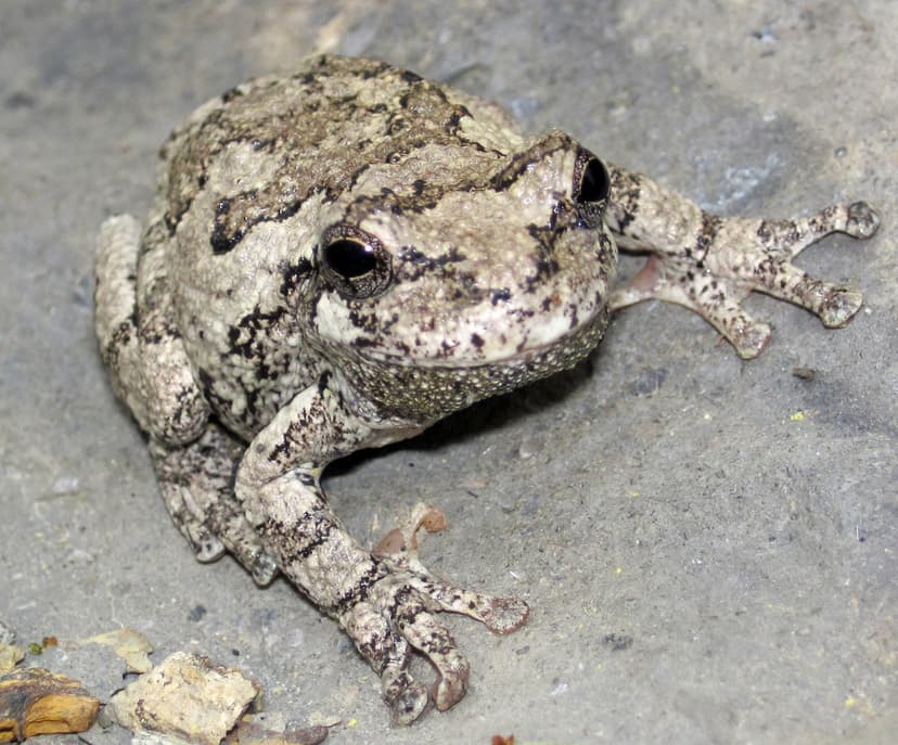 Hyla versicolor (common gray tree frog) (Rock Cut, Musking… | Flickr