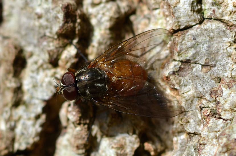 _DSC7411 | Phaonia sp. | Vlad Proklov | Flickr