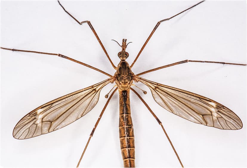 Cranefly, Family Tipulidae | Genus and species unknown. The … | Flickr