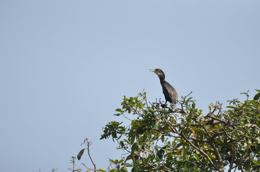 At last- a Little Cormorant | And here is yet another new bi… | Flickr