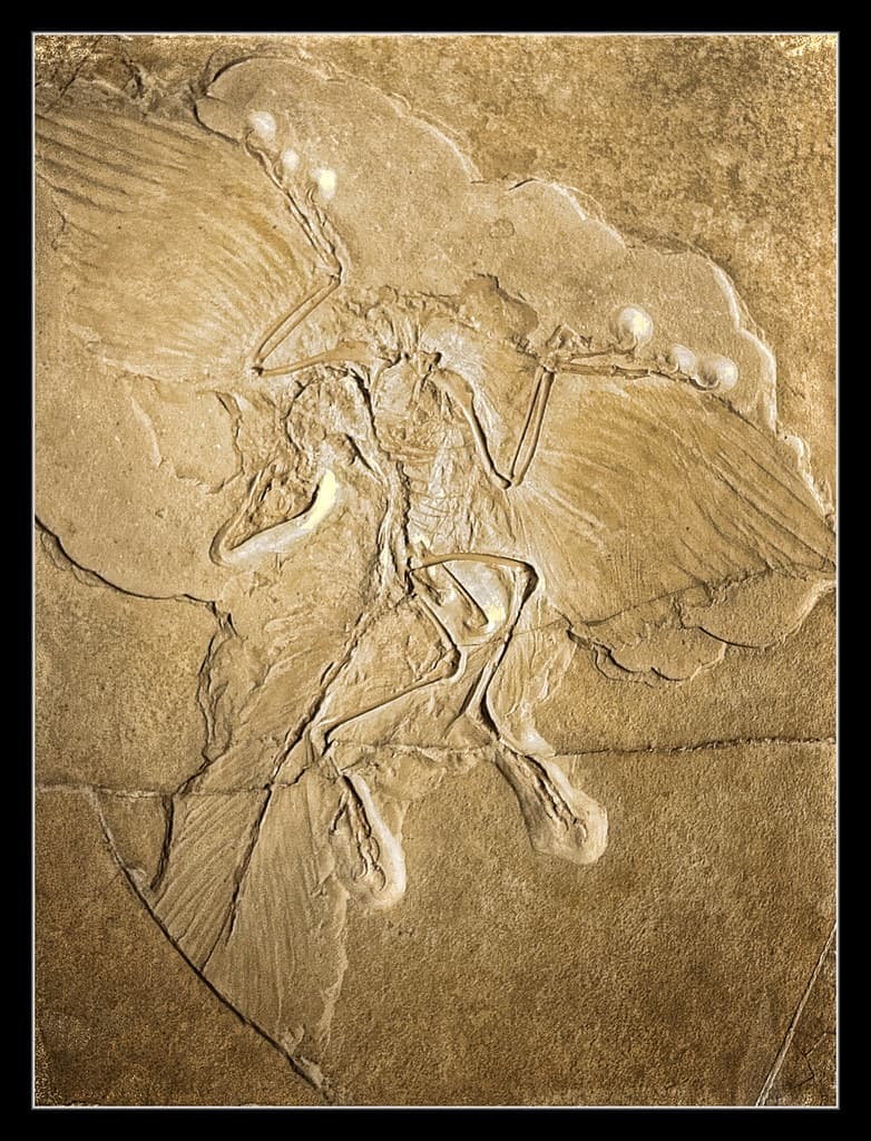Berlin - Museum für Naturkunde - Archaeopteryx Berliner Ex… | Flickr
