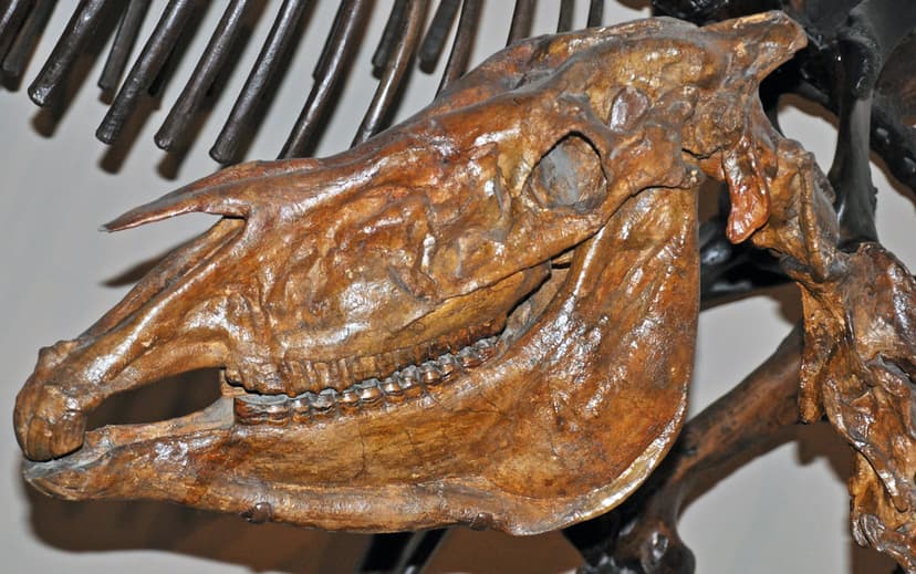 Equus simplicidens (fossil Hagerman horse) (Pliocene; Idah… | Flickr