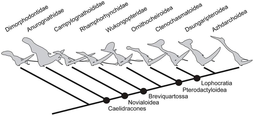 Figure 6 | Highly simplified pterosaur phylogeny ? topology … | Flickr