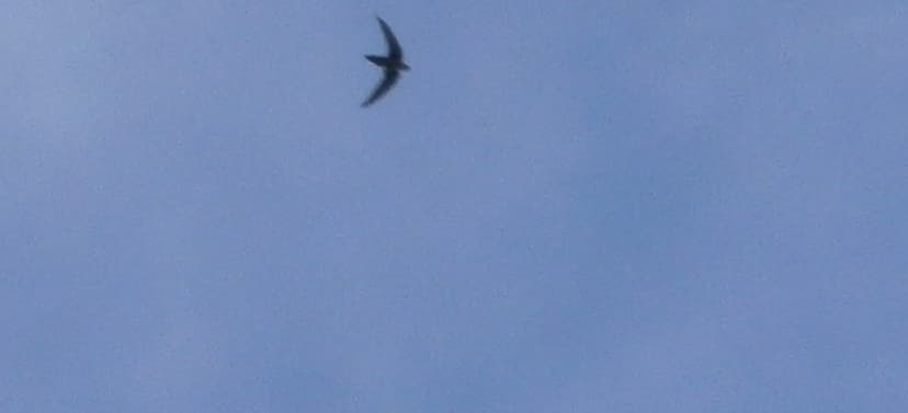 Chimney Swift, Chaetura pelagica | Tompkins Co. NY 6/3/2014 | Flickr