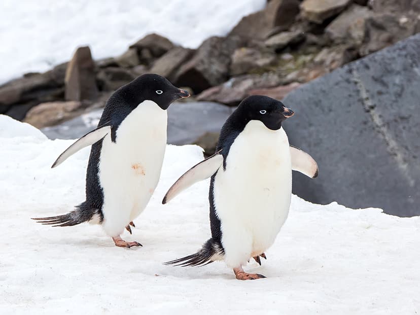 Adelie Penguin (Pygoscelis adeliae) | King George Island, So… | Flickr
