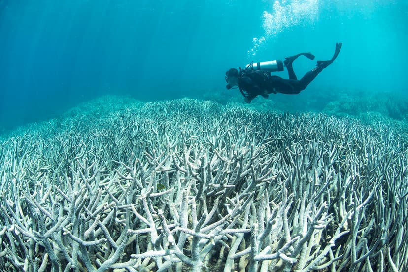 Coral bleaching at Heron Island Feb 2016_credit The Ocean … | Flickr