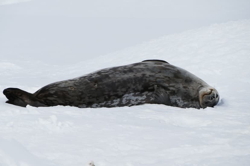 Weddell Seal (Leptonychotes weddellii), Antarctic Peninsul… | Flickr