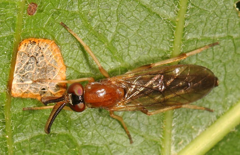 an uncommon fly - Rachicerus obscuripennis, Julie Metz Wet… | Flickr