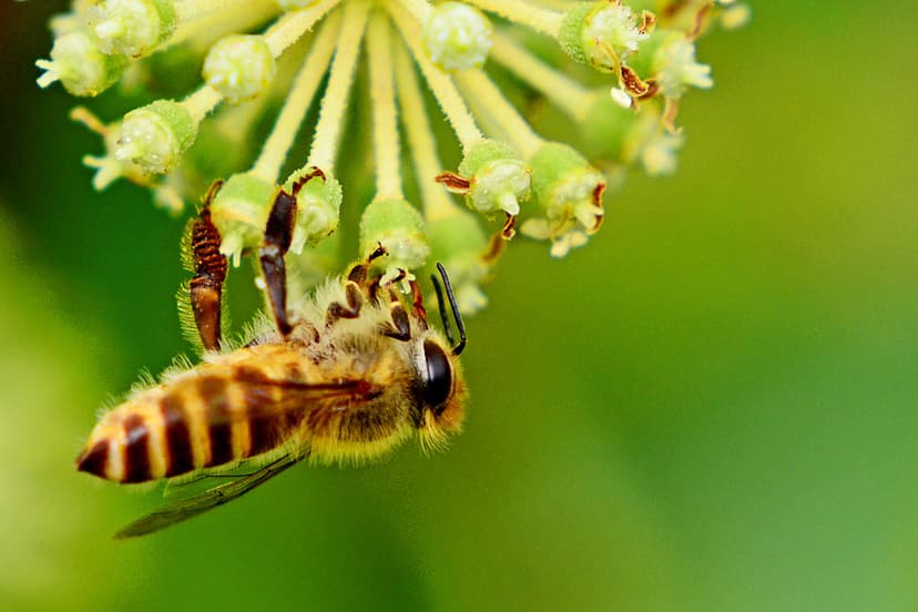 Japanese Honey Bee on Udo (Aralia cordata) / ウドの花につかまる ...