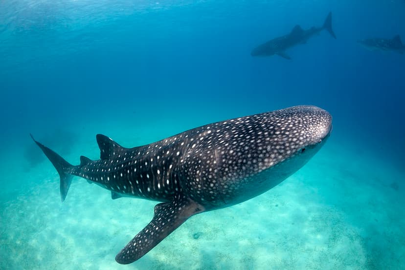 Oslob Whale Shark | Oslob in Cebu/Philippines offers a uniqu… | Flickr