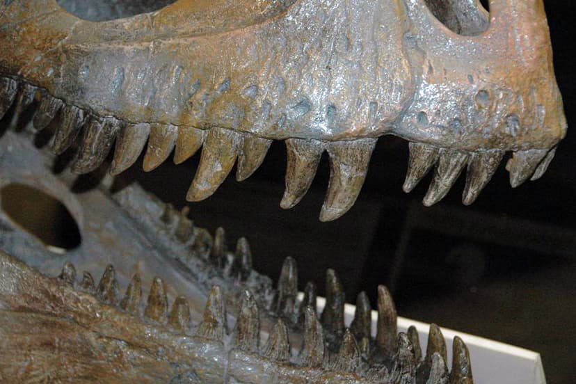 Cryolophosaurus ellioti theropod dinosaur (Hanson Formatio… | Flickr