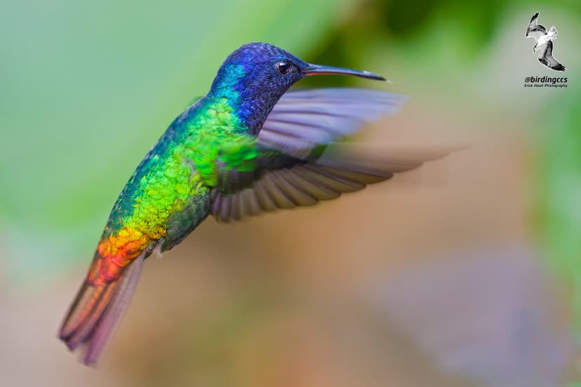 Golden-Tailed Sapphire / Safiro Cola de Oro | One of the mos… | Flickr