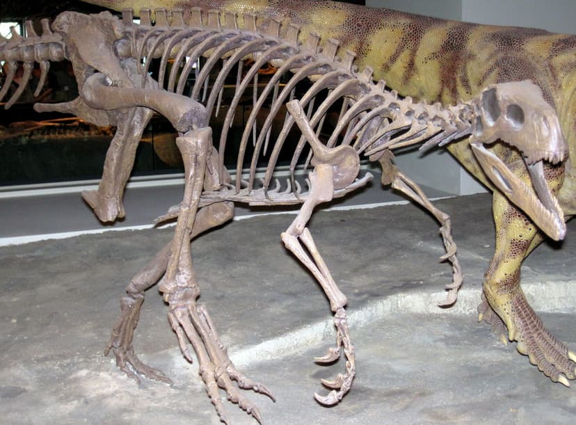 Herrerasaurus ischigualastensis theropod dinosaur (Ischigu… | Flickr