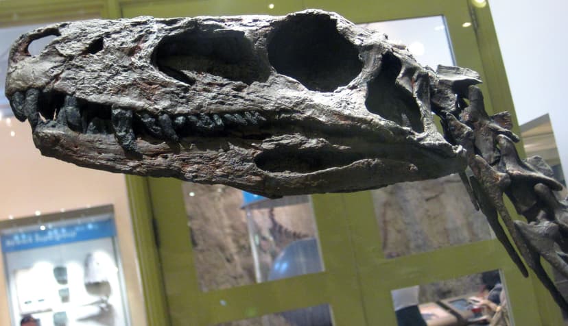 Herrerasaurus ischigualastensis theropod dinosaur (Ischigu… | Flickr