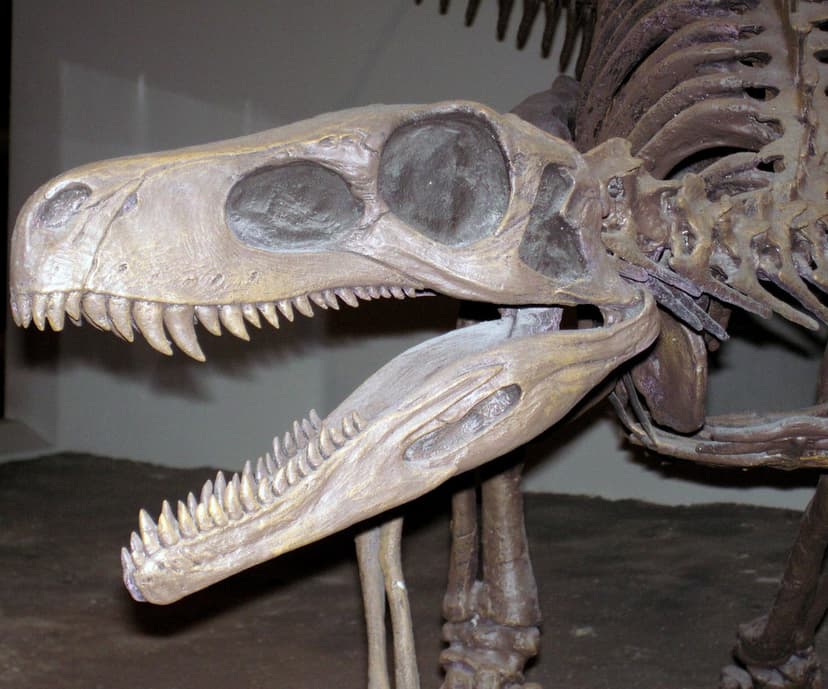 Herrerasaurus ischigualastensis theropod dinosaur (Ischigu… | Flickr