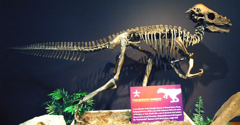 Pachycephalosaurus wyomingensis dinosaur (Upper Cretaceous… | Flickr