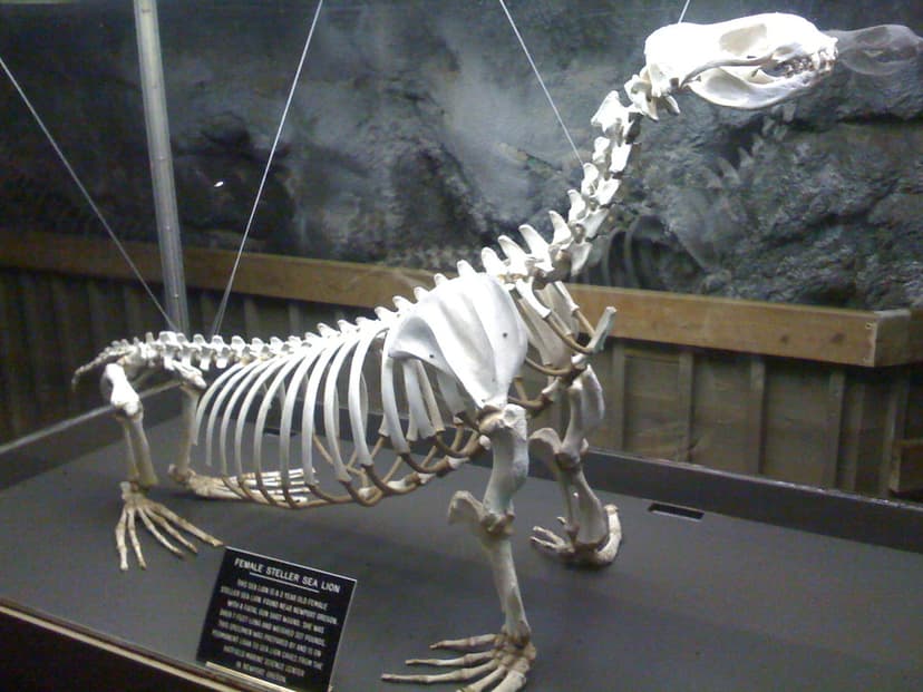 pinniped | Justin Miller | Flickr