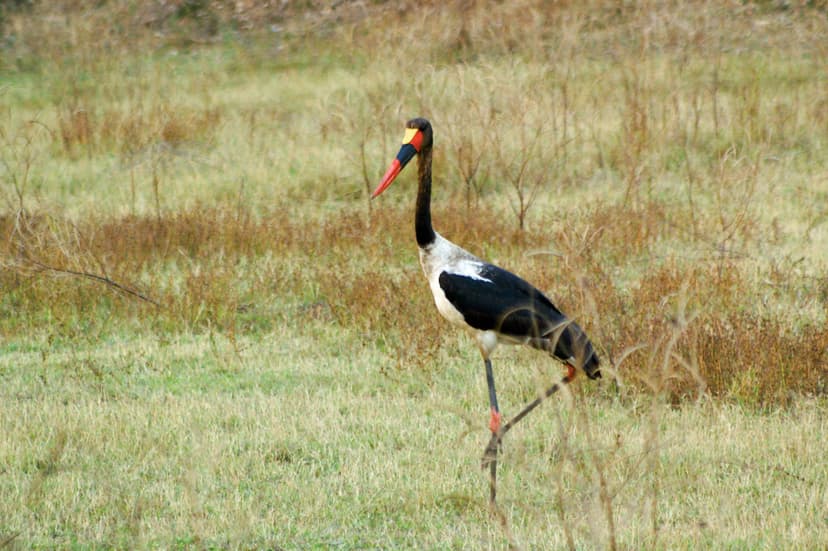 Saddle-billed stalk (Ephippiorhynchus Senegalensis), Zambi… | Flickr