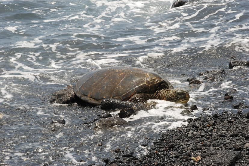 Hawaiian Green Turtle or "Honu" (Chelonia mydas) DSC_0030 | Flickr